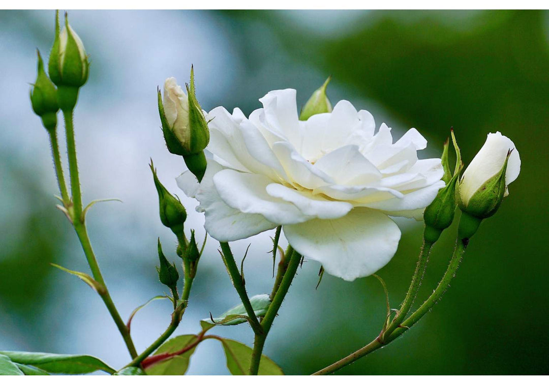Douceur éternelle, l'élégance des roses blanches – Iki de Veyrac