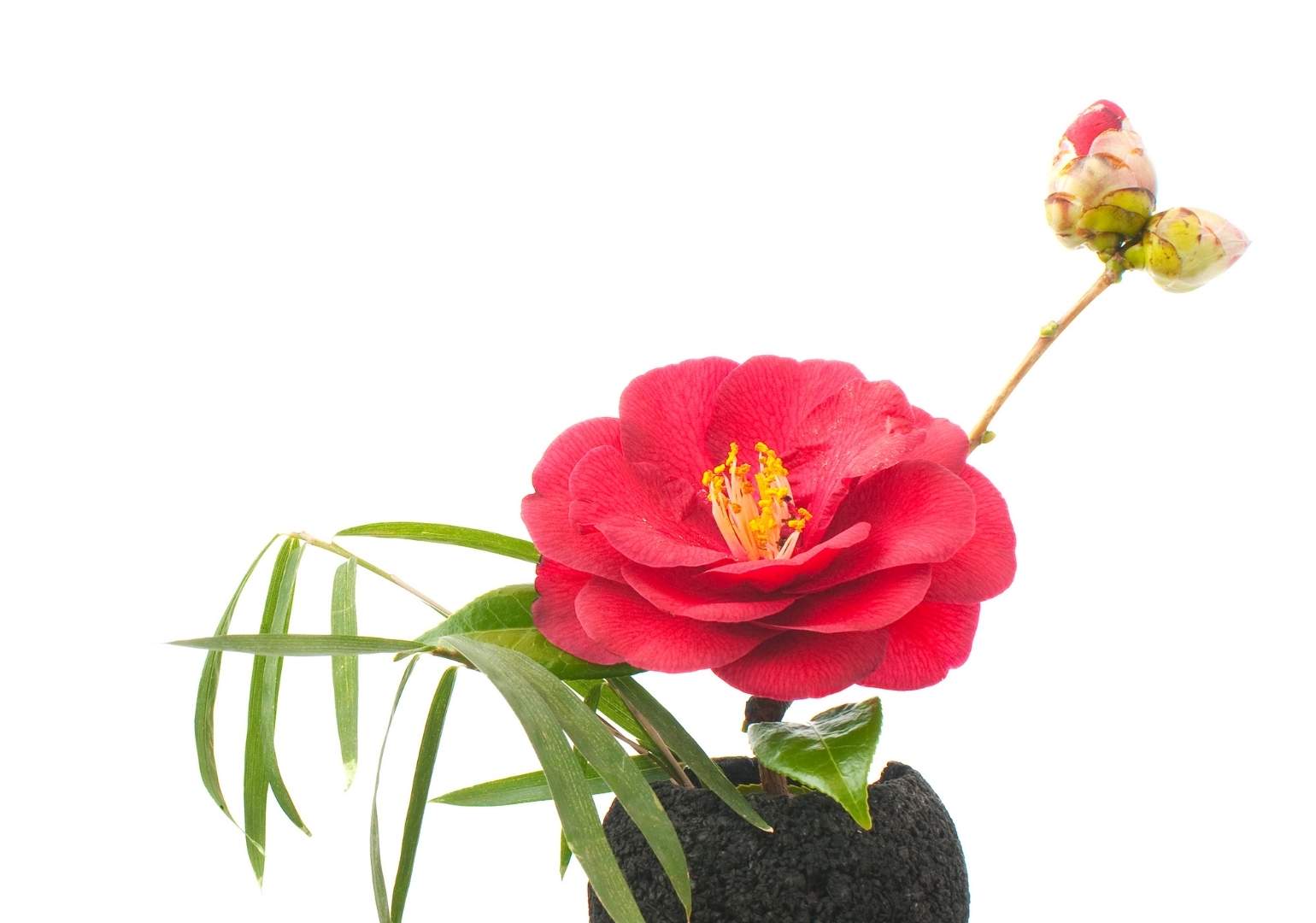 Une invitation à la sérénité à travers les fleurs