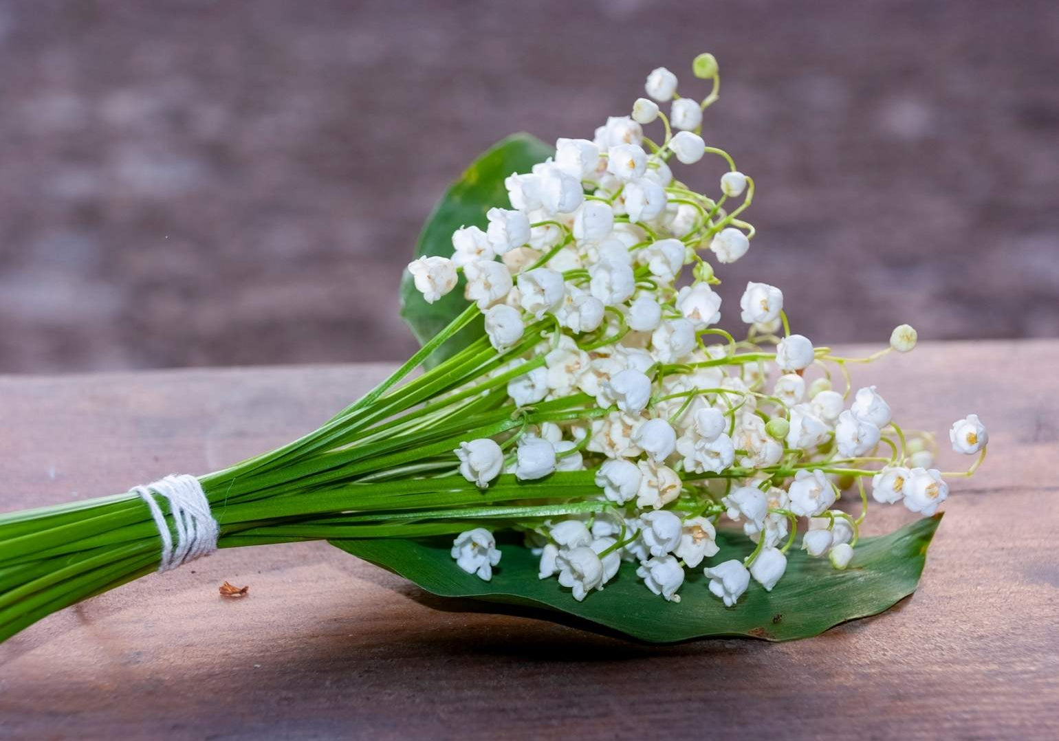 Le muguet : un symbole ancré dans l'Histoire