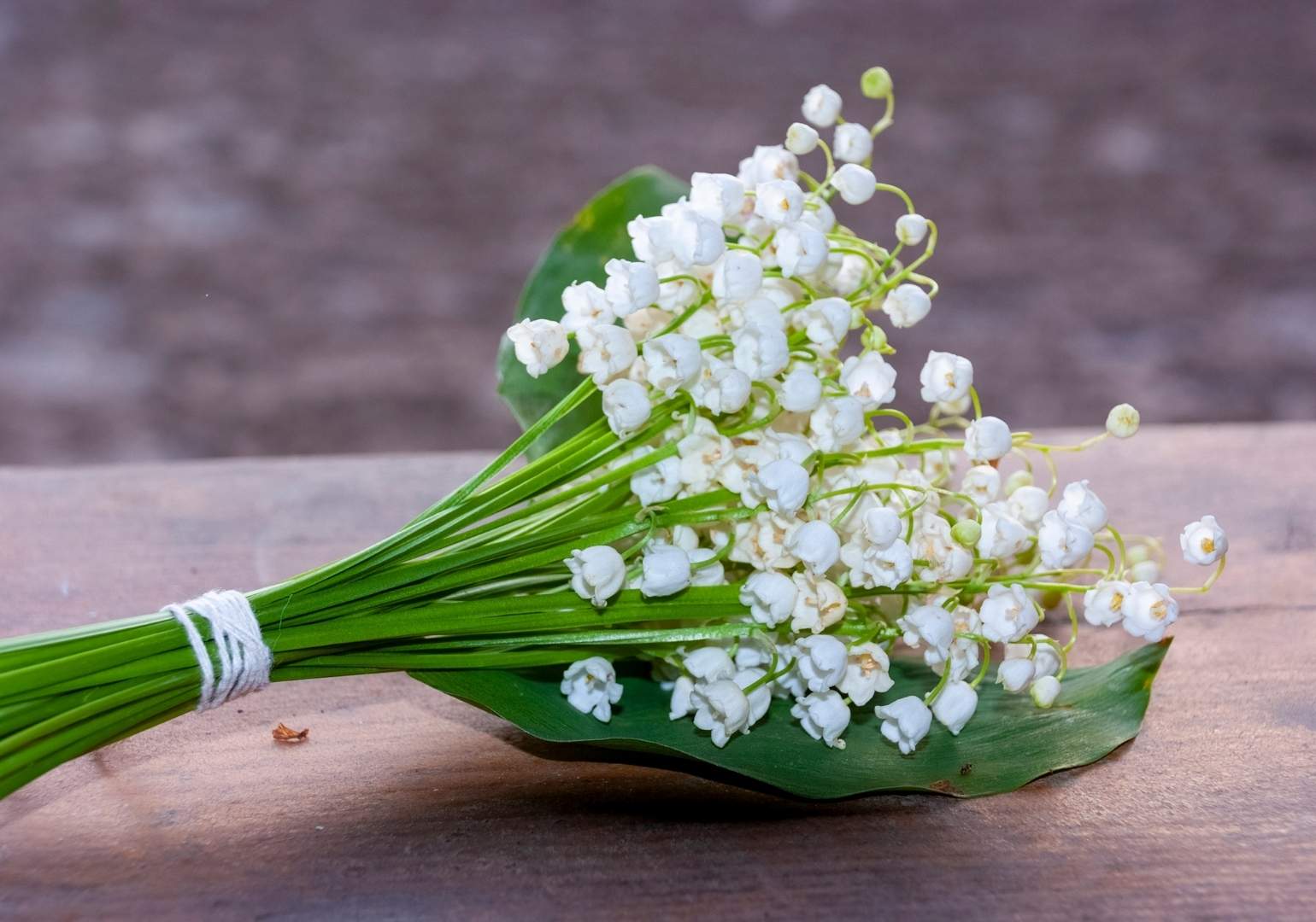 Le muguet : un symbole ancré dans l'Histoire