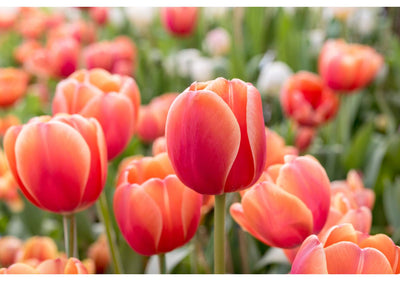 Comment prolonger la beauté des tulipes