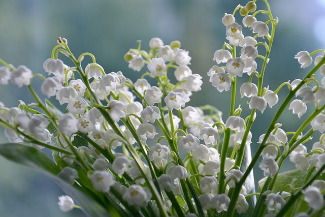 Le muguet, symbole de bonheur : une fleur au destin unique