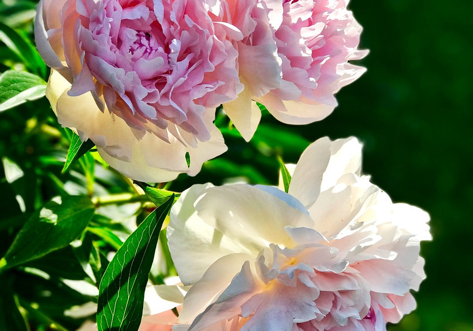 Saison des pivoines  : secrets de floraison et d'entretien