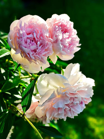 Saison des pivoines  : secrets de floraison et d'entretien