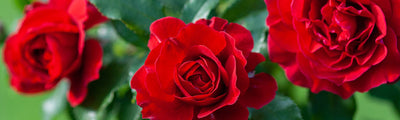 La rose rouge : symbole de l'amour et de la passion à travers les âges