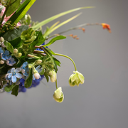 détail d'une fleur IKI DE VEYRAC